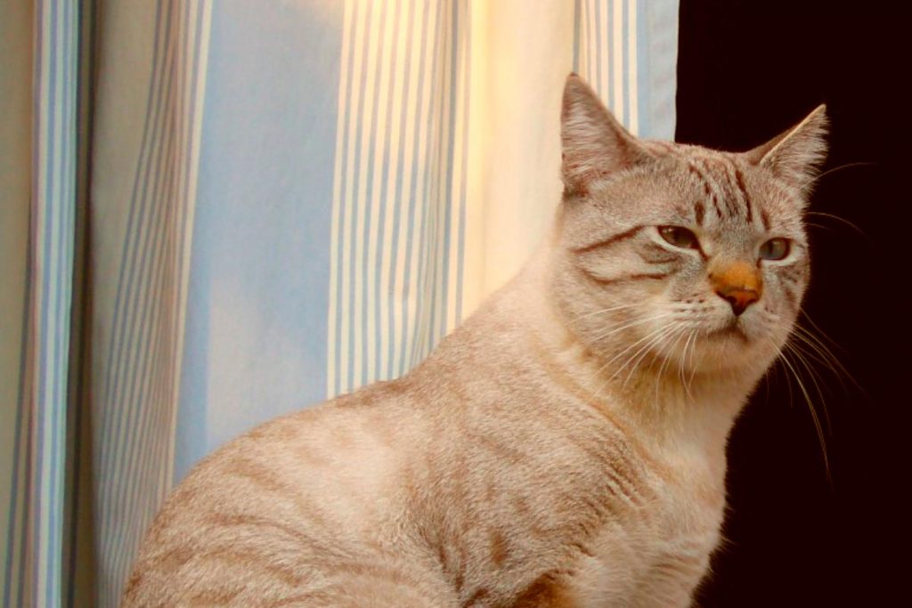 3 cortinas aptas para gatos