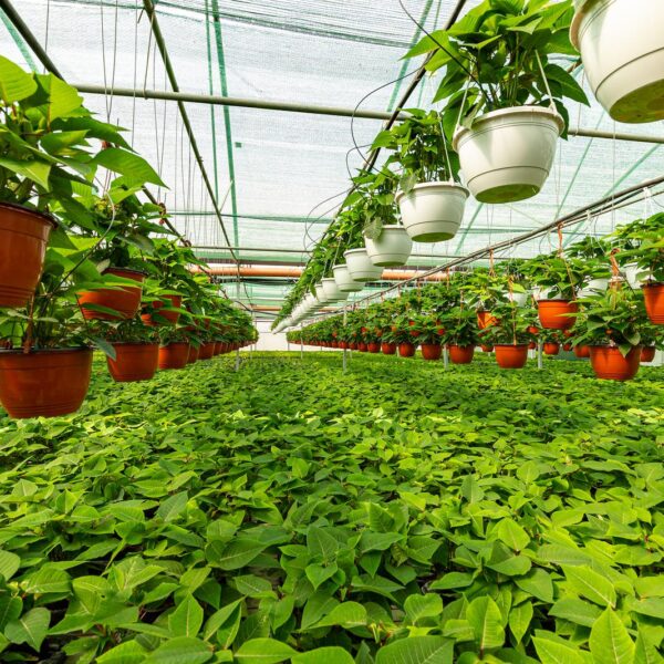Cómo elegir y cuidar plantas de interior según tu estilo de vida