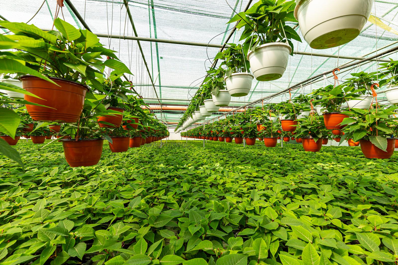 Cómo elegir y cuidar plantas de interior según tu estilo de vida