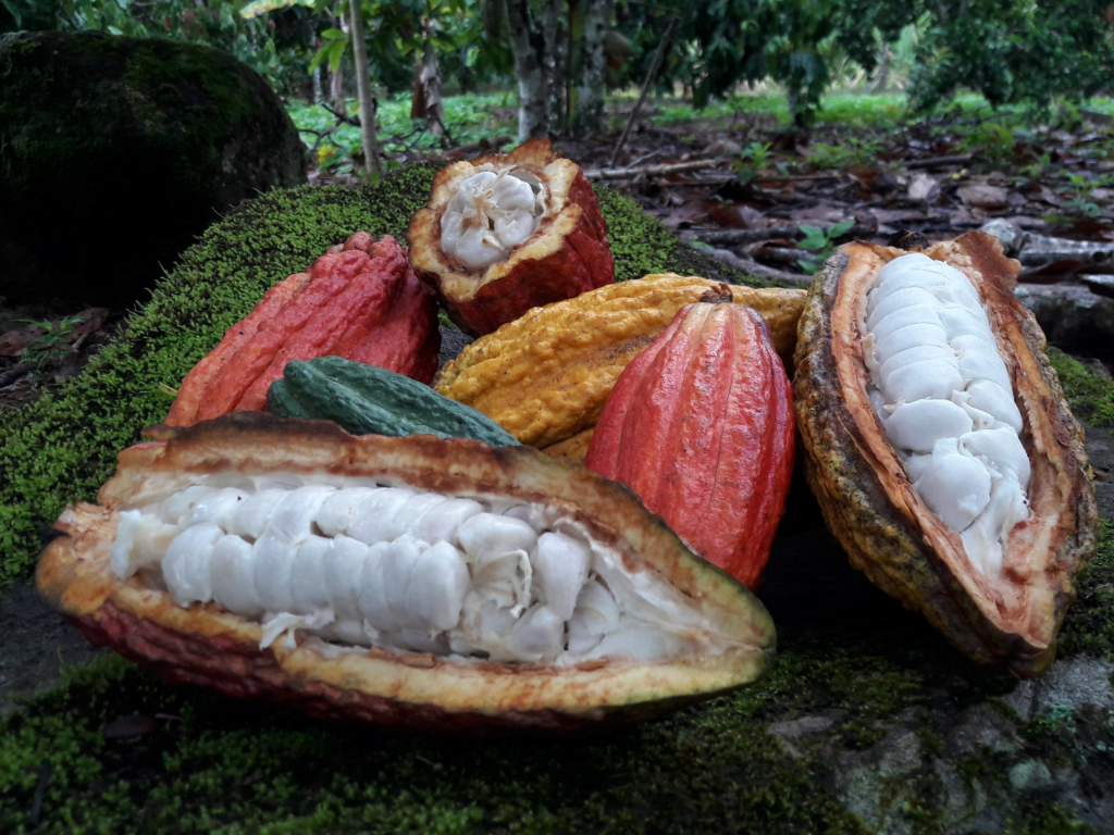 Cacao Criollo: Redescubre la Colección Ticul de La Fête
