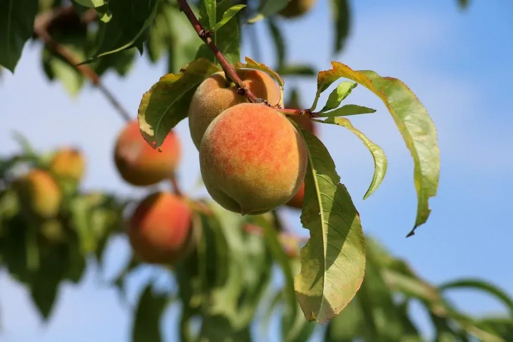 Cultivar melocotonero: guía para una cosecha abundante
