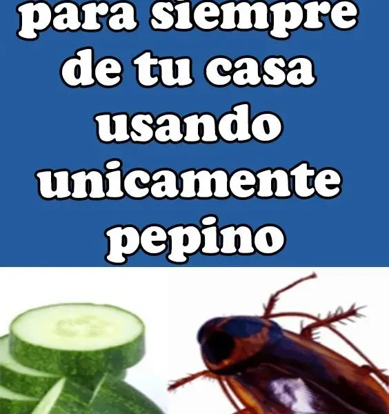 Repelentes Naturales Contra Cucarachas: Soluciones Efectivas
