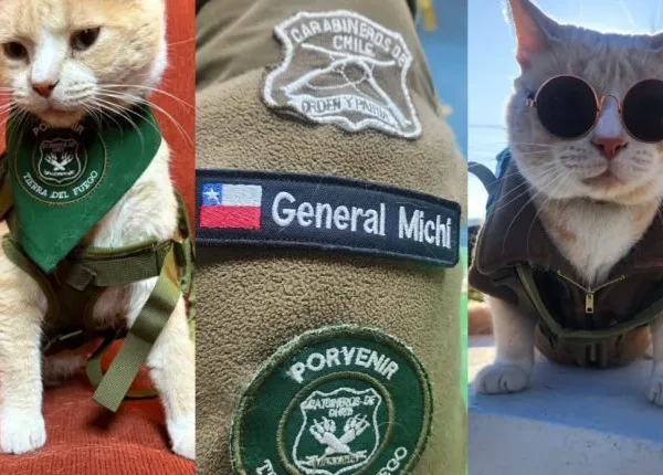 Gato callejero que se convirtió en héroe en la policía